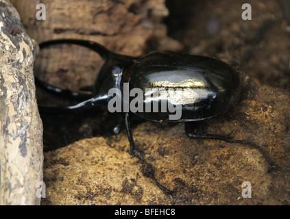 Giant Atlas Beetle, Chalcosoma atlas, Scarabaeidae, Coleoptera, Malaysia, South East Asia Stock Photo