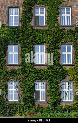 Ivy Covering Red Brick Facade with Windows, Wawel Hill, Krakow, Poland Stock Photo