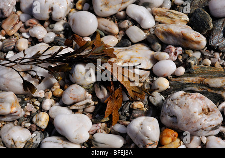 SEAWEED AND PEBBLES ON A BEACH Stock Photo