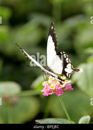 Male Mocker Swallowtail Butterfly, Papilio dardanus, Papilionidae, Africa. Stock Photo