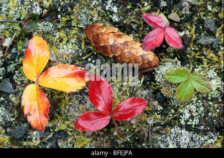 Close-up of strawberry leaves and Lodgepole Pine (Pinus contorta) pine cone on forest floor, Kananaskis Country, Alberta, Canada Stock Photo