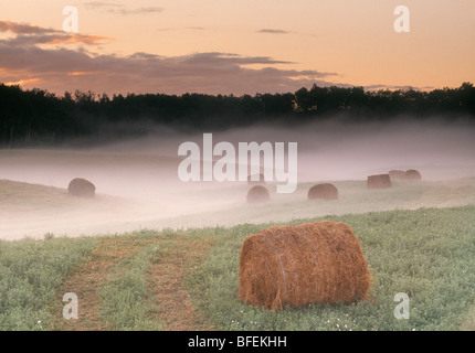 Round hay bales in field during a foggy sunrise, near Saskatoon, Saskatchewan, Canada Stock Photo