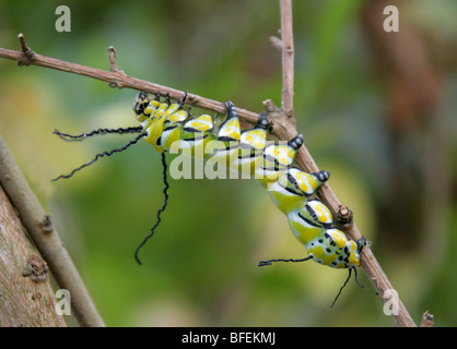 Caterpillar of the Brahmaea wallichii Moth. Brahmaeidae, Lepidoptera ...