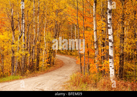Autumn trail into the woods near Stowe, Vermont, USA Stock Photo