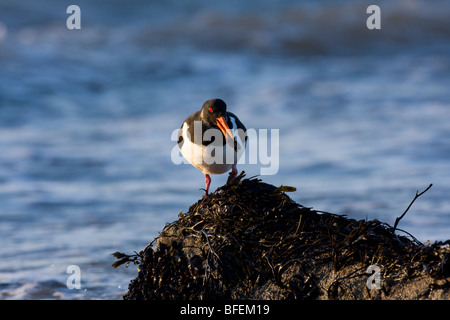 Single Oystercatcher Haematopus ostralegus standing on seaweed covered rock with mussel in beak, Glamorgan, Wales. Stock Photo