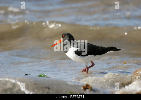 Oystercatcher Haematopus ostralegus standing in sea water with waves in background, St Mary's, Isles of Scilly, UK. Stock Photo