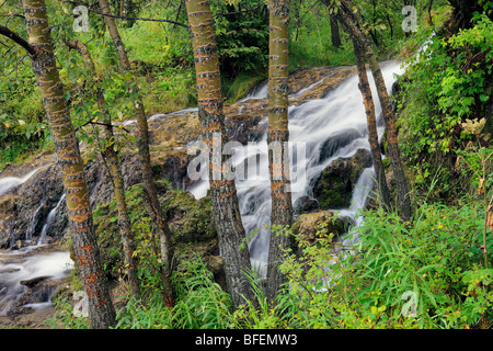Aspen forest after a spring rain and Big Hill Creek, Big Hill Springs Provincial Park, Alberta, Canada Stock Photo