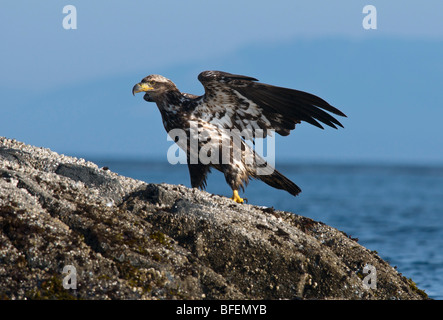 Immature Bald eagle (Haliaeetus leucocephalus) perched on rock, Victoria, Vancouver Island, British Columbia, Canada Stock Photo