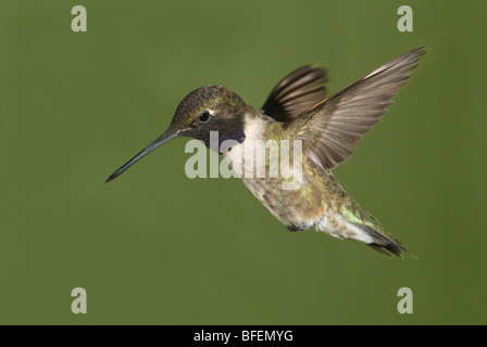 Male Black-chinned hummingbird (Archilochus alexandri) in flight at Fort Simcoe State Park, Washington, USA Stock Photo