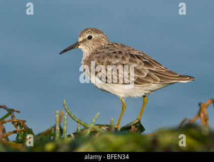 Adult Least sandpiper (Calidris minutilla) in winter plumage at Cordova Spit Saanichton Vancouver Island British Columbia Canada Stock Photo