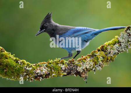 Steller's Jay (Cyanocitta stelleri) on mossy perch at Victoria, Vancouver Island, British Columbia, Canada Stock Photo