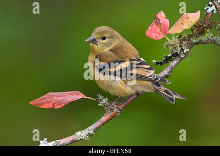 Winter plumage on American goldfinch (Carduelis tristis) on perch, Victoria, Vancouver Island, British Columbia, Canada Stock Photo