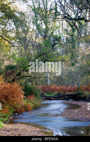 Blackwater River in The New Forest National Park, Hampshire, UK Stock ...