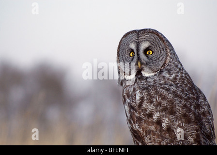 Great gray owl (Strix nebulosa), near Water Valley, Alberta, Canada Stock Photo