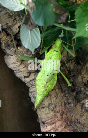 Female Malaysian or Malayan Jungle Nymph, Heteropteryx dilatata, Phasmidae, Phasmatodea, Malaysia Stock Photo
