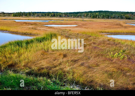 Salt marsh, Cape St. Mary's Ecological Reserve, Nova Scotia, Canada Stock Photo