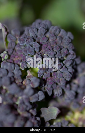 Broccoli floret close up. Stock Photo