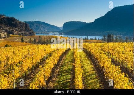 Blue Mountain Vineyard in fall, Okanagan Falls, Okanagan Valley, British Columbia, Canada Stock Photo