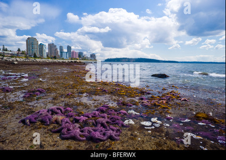 Purple starfish on the beach, West Vancouver, British Columbia, Canada Stock Photo