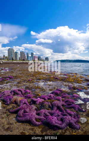 Purple starfish on the beach, West Vancouver, British Columbia, Canada Stock Photo