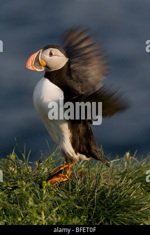 Atlantic puffin (Fratercula arctica) breeding adult flapping wings Gull Island Witless Bay Ecological Reserve Newfoundland Canad Stock Photo