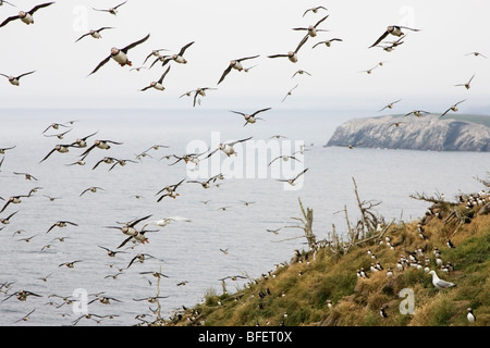 Atlantic puffins (Fratercula arctica) flying by nesting colony Gull Island, Witless Bay Ecological Reserve, Newfoundland, Canada Stock Photo