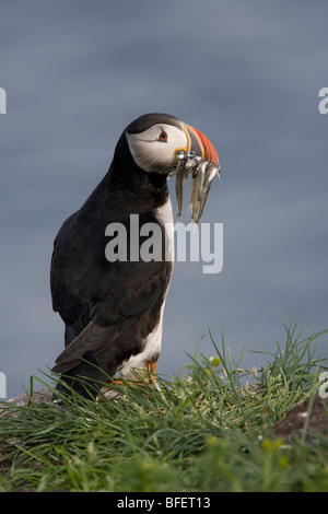 Atlantic puffin (Fratercula arctica) breeding adult with capelin fish (Mallotus villosus) in its beak Gull Island Witless Bay Ec Stock Photo