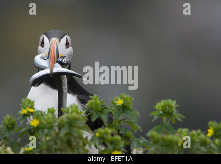 Atlantic puffin (Fratercula arctica) breeding adult with sandlance (Ammodytes americanus) in its beak Gull Island Witless Bay Ec Stock Photo