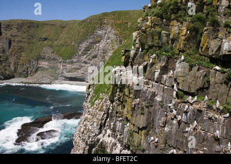 Black-legged kittiwake (Rissa tridactyla) and Common murre (Uria aalge) nest on cliffs at Cape St. Mary's Ecological Reserve New Stock Photo