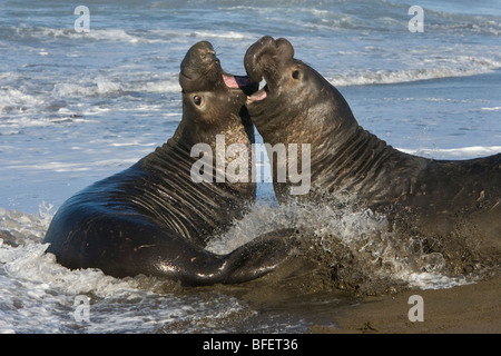 Northern elephant seals (Mirounga angustirostris), bulls fighting, Piedras Blancas, California, USA Stock Photo