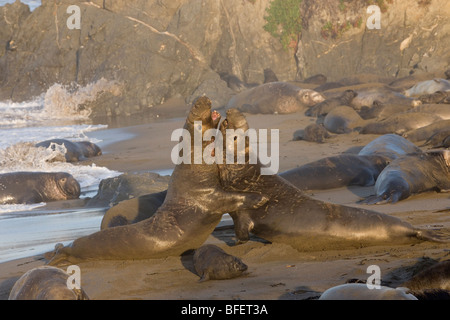 Northern elephant seals (Mirounga angustirostris), bulls fighting, Piedras Blancas, California, USA Stock Photo