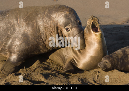 Northern elephant seals (Mirounga angustirostris), male biting female during mating, Piedras Blancas, California, USA Stock Photo