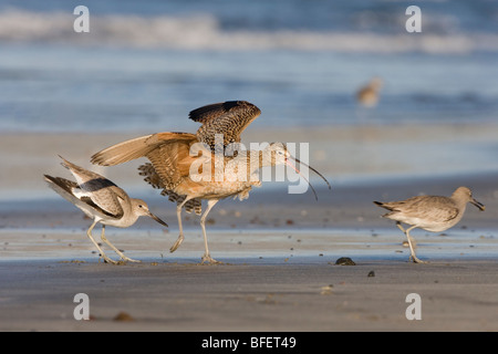Willet (Catoptrophorus semipalmatus) harassing Long-billed curlew (Numenius americanus) Morro Strand State Beach California, USA Stock Photo