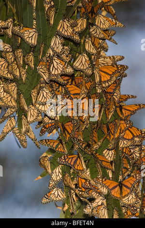 Overwintering Monarch butterflies (Danaus plexippus) clustered in eucalyptus tree, Pismo Beach, California, USA