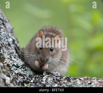 Norway rat (Rattus norvegicus) eating seeds, Grand Manan Island, New Brunswick, Canada Stock Photo
