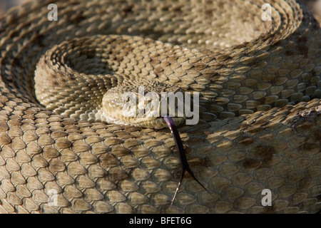 Prairie rattlesnake (Crotalus viridis), Grasslands National Park, Saskatchewan, Canada Stock Photo