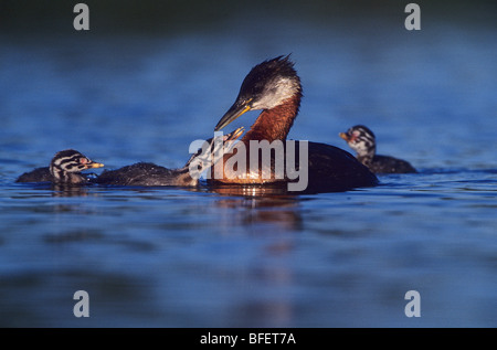 Red-necked grebe (Podiceps grisegena) adult and chicks, Elk Island National Park, Alberta, Canada Stock Photo