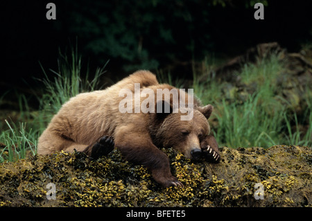 Female Grizzly bear (Ursus arctos horribilis) resting, Khutzeymateen Grizzly Bear Sanctuary, British Columbia, Canada Stock Photo