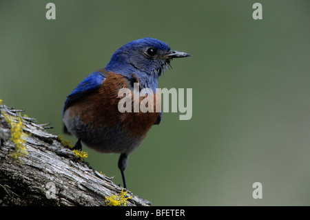 Male Western bluebird (Sialia mexicana) near Oliver, British Columbia, Canada Stock Photo