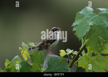 Male Lark sparrow (Chondestes grammacus) singing in vineyard near Osoyoos, British Columbia, Canada Stock Photo