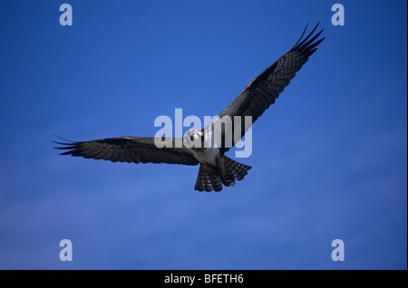 Osprey (Pandion haliaetus) in flight near Osoyoos, British Columbia, Canada Stock Photo