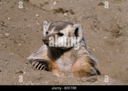 Badger (Taxidea taxus) at burrow near Maple Creek, Saskatchewan, Canada Stock Photo