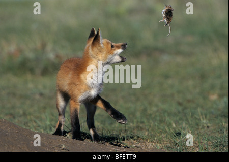 Red fox pup (Vulpes vulpes) playing with dead Deer mouse (Peromyscus maniculatus) near Maple Creek, Saskatchewan, Canada Stock Photo