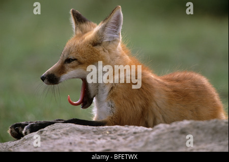 Red fox pup (Vulpes vulpes) yawning near Maple Creek, Saskatchewan, Canada Stock Photo