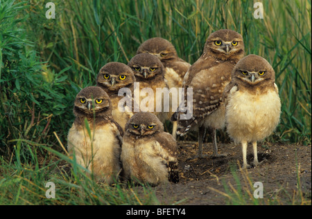 Burrowing owl (Athene cunicularia) chicks at nest burrow near Grasslands National Park, Saskatchewan, Canada Stock Photo