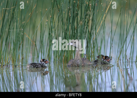 Pied-billed grebe (Podilymbus podiceps) adult and chicks near Grasslands National Park, Saskatchewan, Canada