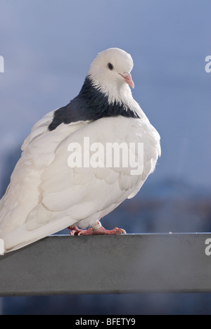White pigeon Stock Photo