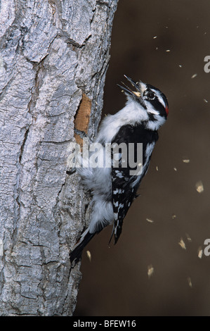 Male Downy woodpecker (Picoides pubescens) excavating a nest cavity in a dead tree, Val Marie, Saskatchewan, Canada Stock Photo
