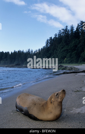 Steller sea lion (Eumetopias jubatus), Nootka Sound, British Columbia, Canada Stock Photo