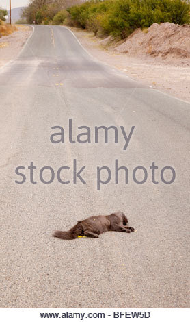 dead cat roadkill Stock Photo: 15497953 - Alamy